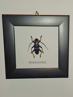 Жук Усач Sphingnotus mirabilis в рамке