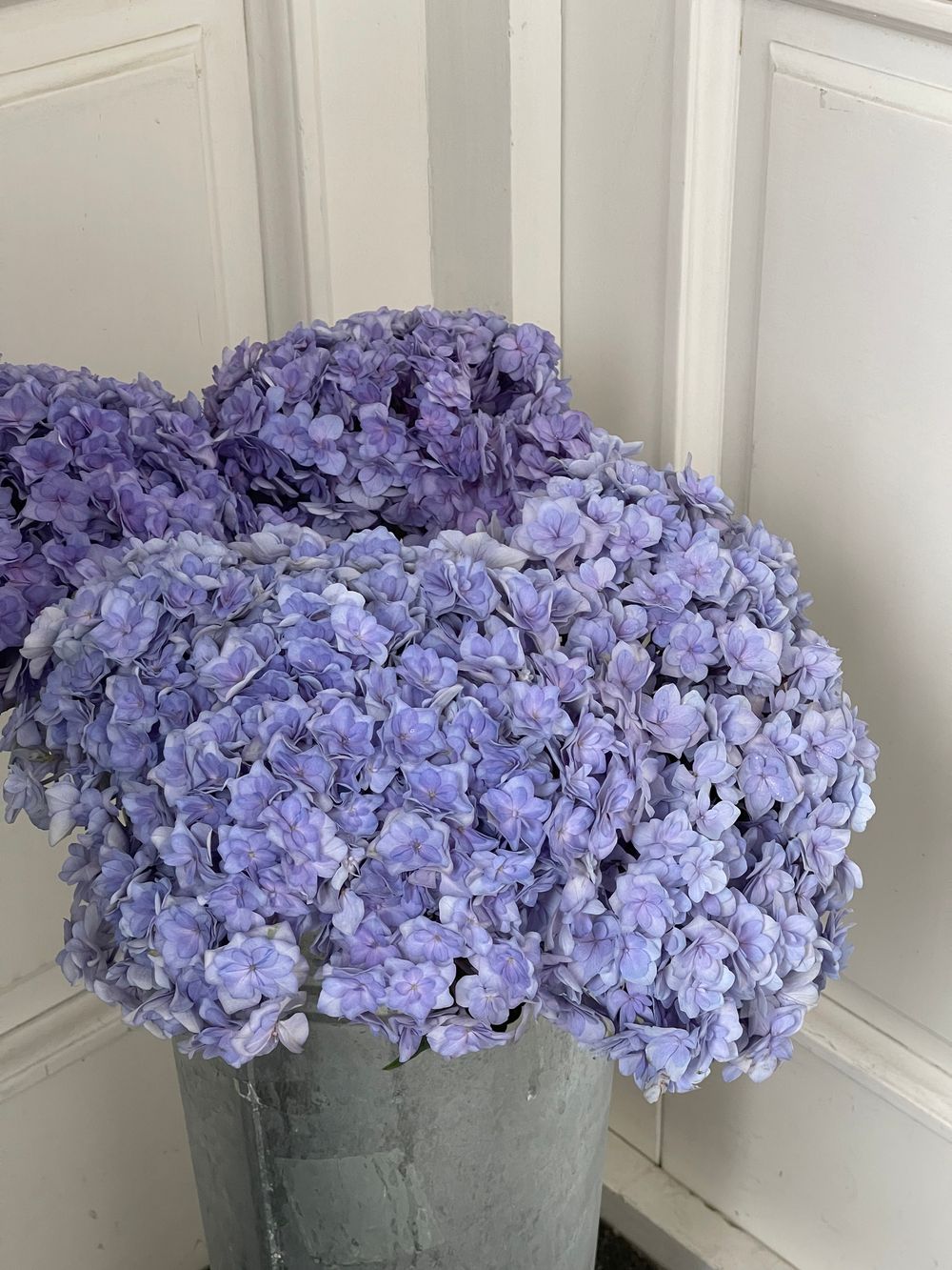 Гортензия в фиолетовом оттенке