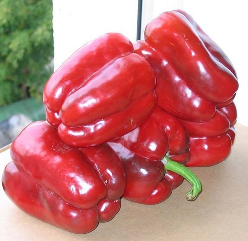 Перец сладкий Клаудио F1