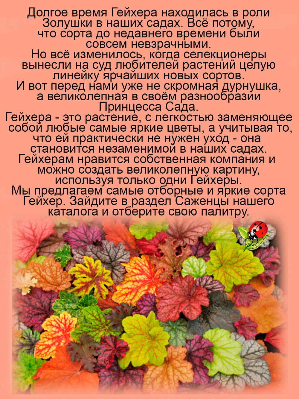 Гейхерелла Золотая Зебра