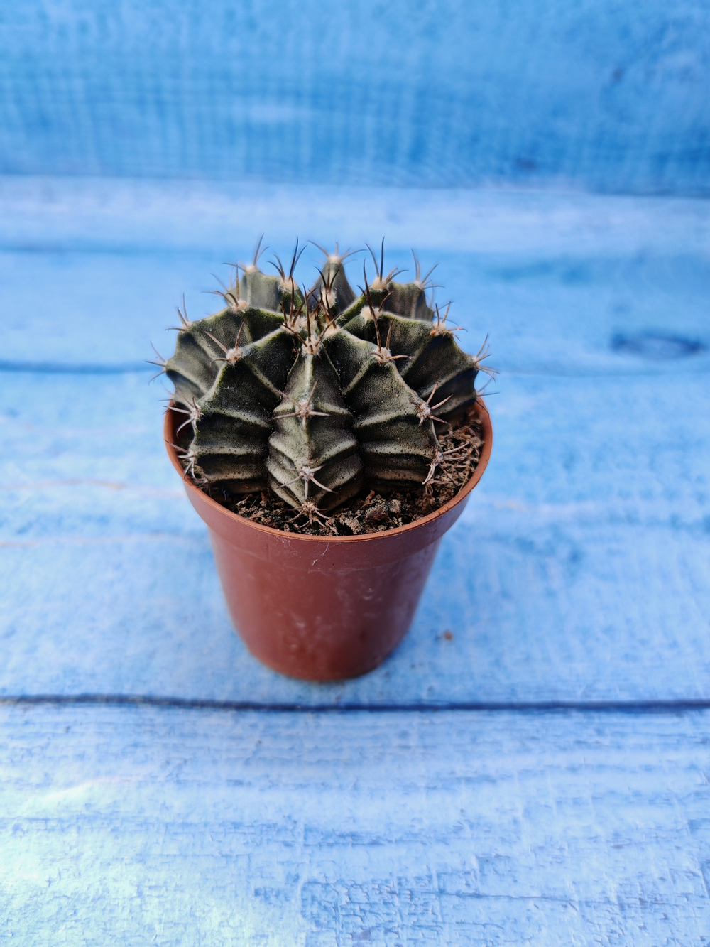 Gymnocalycium Friedrichii (Гимнокалициум)