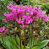 Додекатеон