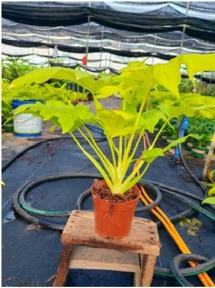 Филодендрон Golden feathers д.11