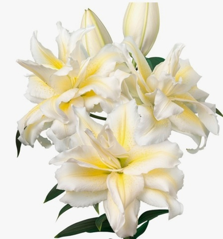 Лилия Розелили Ирвана луковица март 2026