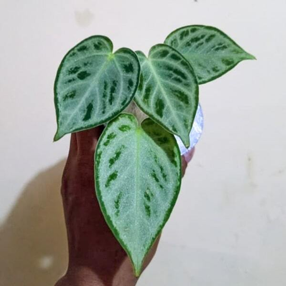 Антуриум SILVER CHROME