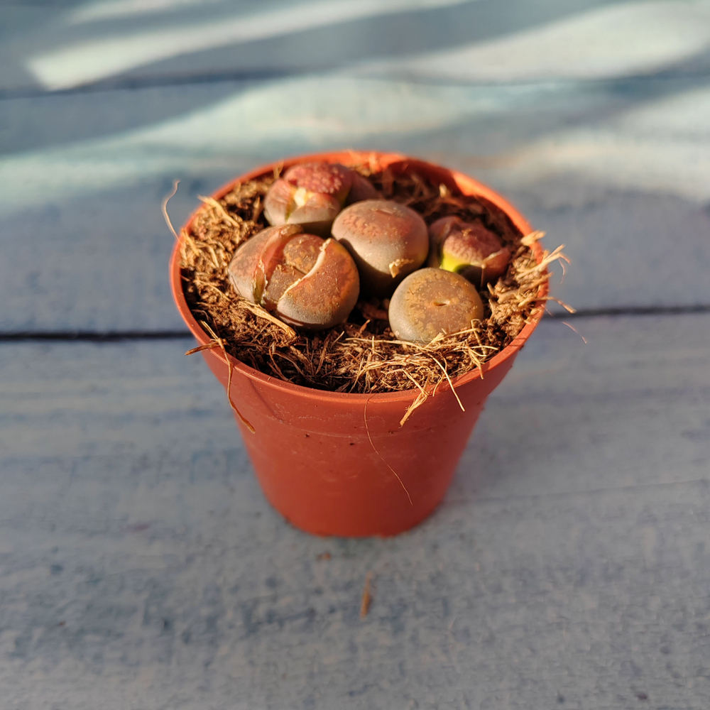 Lithops sp. (Литопсы)