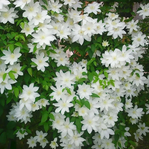 Клематис гибридный Токи трехлетка наличие