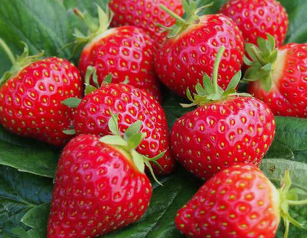 Клубника Хоней рассада меристема