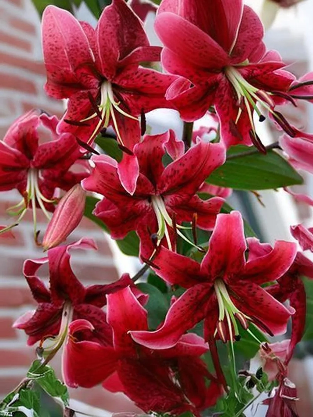 Лилия Мисс Фея (ОТ- гибрид)