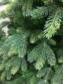 Ель 215 см Black Box Белла Голландия фото