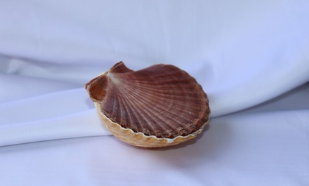 Пектен Вогдеси (двустворчатая пара), 5-7см, 1шт