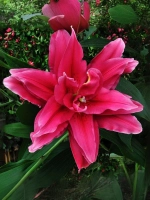 Лилия Елена (махровая серия «Роузлили»)