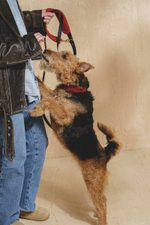 Ошейник "Пони-маскарпони" терракот