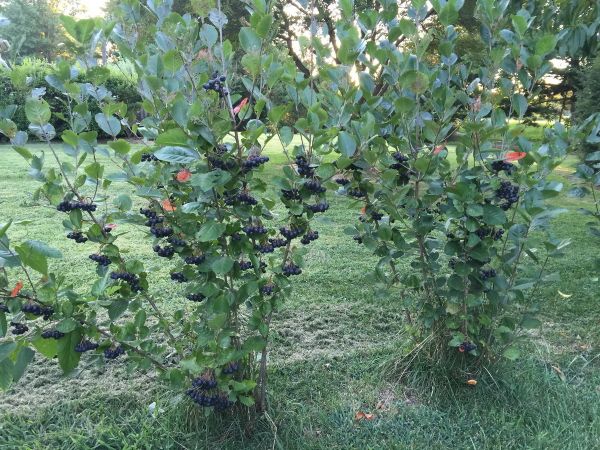 Ирга и черноплодная рябина: готовим посадочные ямы для неприхотливых чемпионов ранней весной