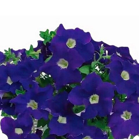 Петуния грандифлора Капри Блю Виз Вайт Ай