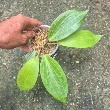 Хойя NICHOLSONIAE X MACROPHYLLA