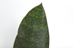 Сансевиерия Биг Лиф / Sansevieria Big Leaf