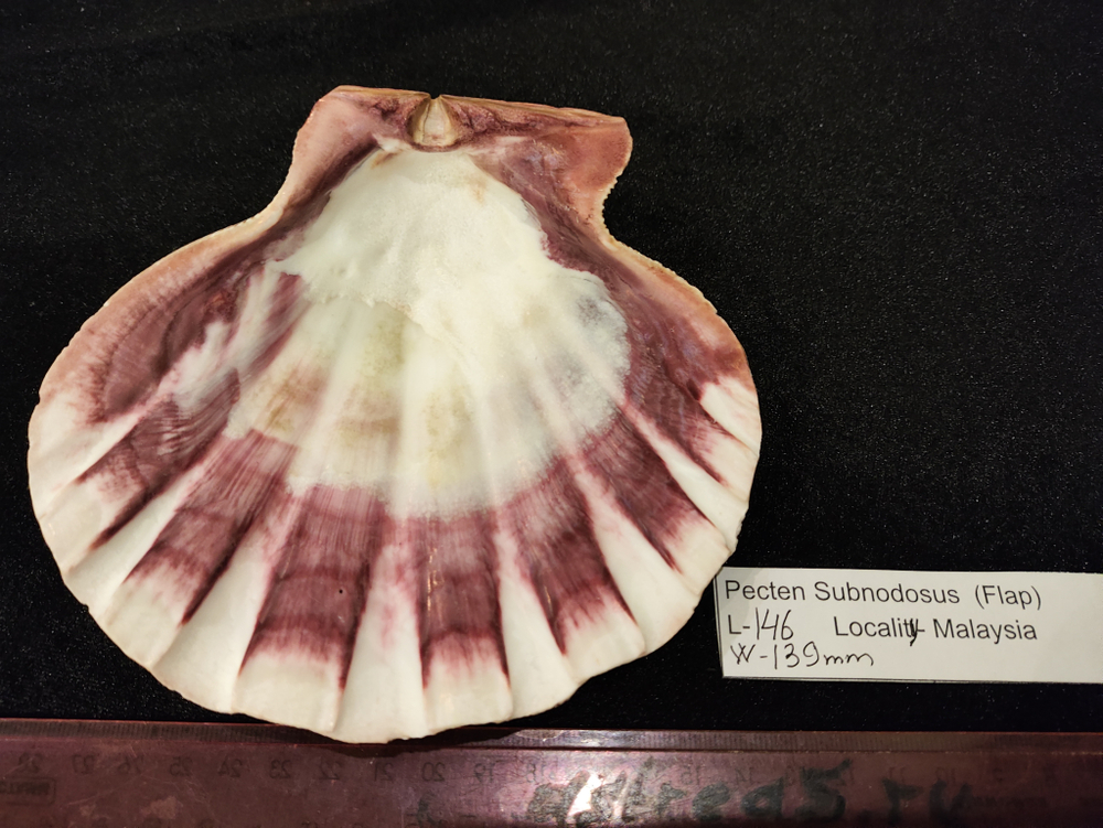 Пектен Субнодосус "130-160мм"-створка