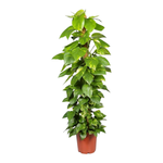 Эпипремнум на опоре