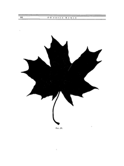 Акварель | Лепикаш ВА.