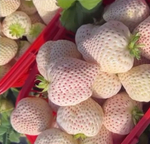 Белоснежка Bai Xue Gongzhu 白雪公主