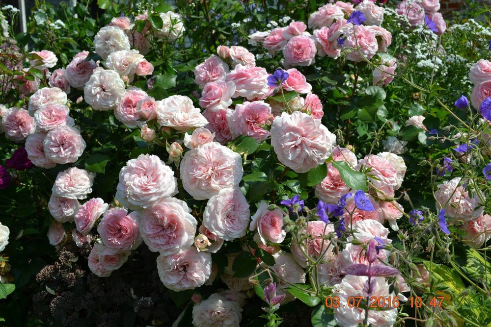 Мария Тереза (Mariatheresia)