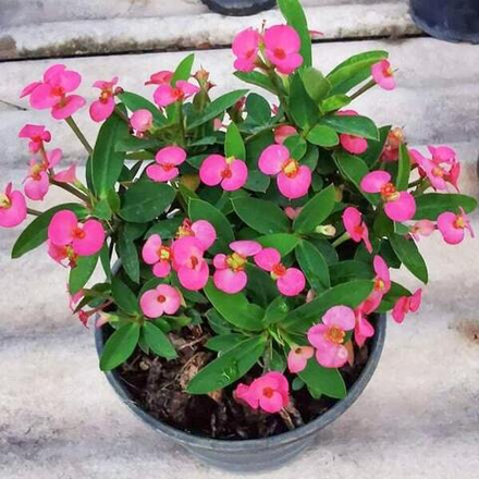 Эуфорбия Миля карликовая SOI MONGKON