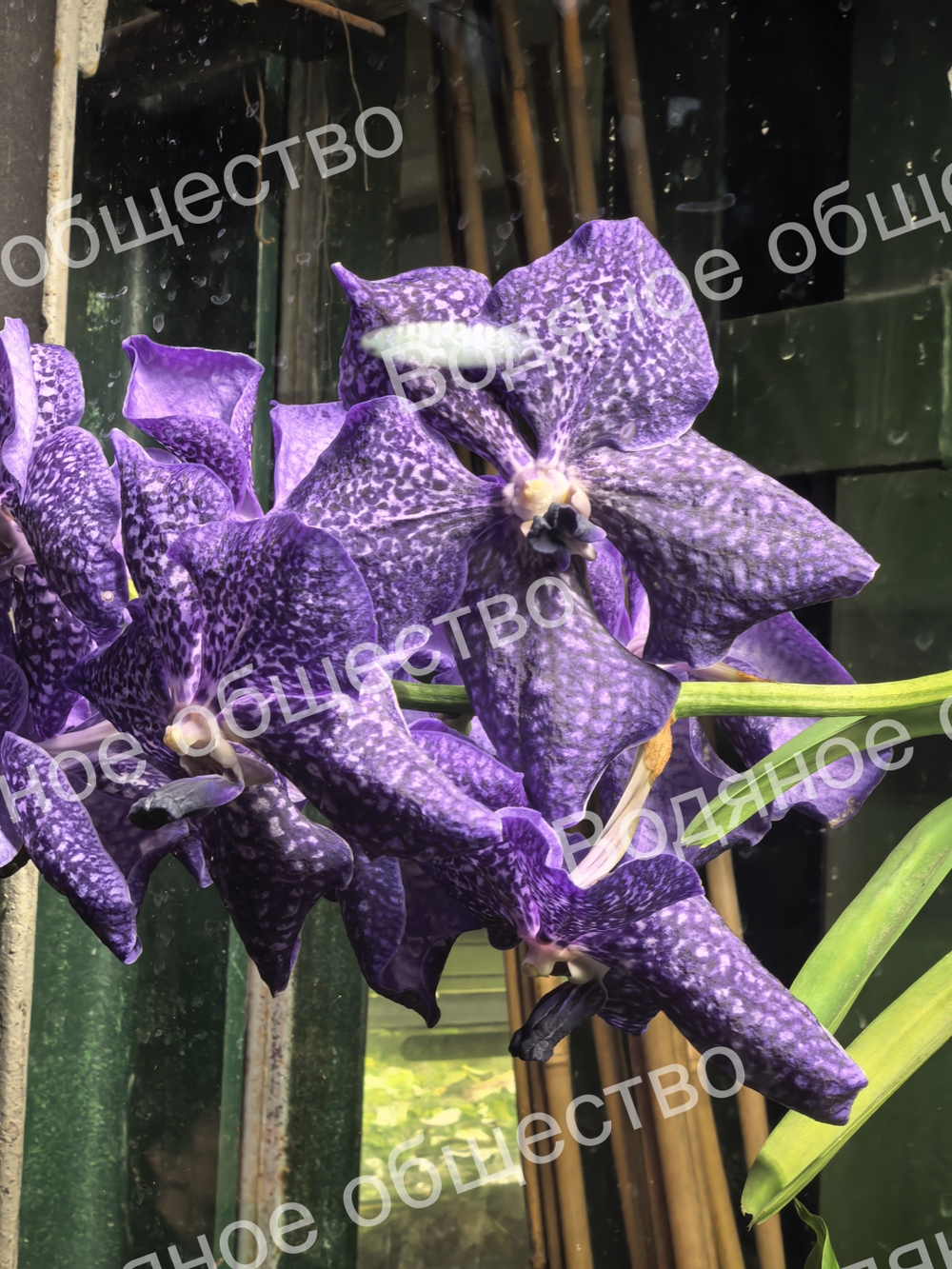 Орхидея рода Ванда (Vanda) 2