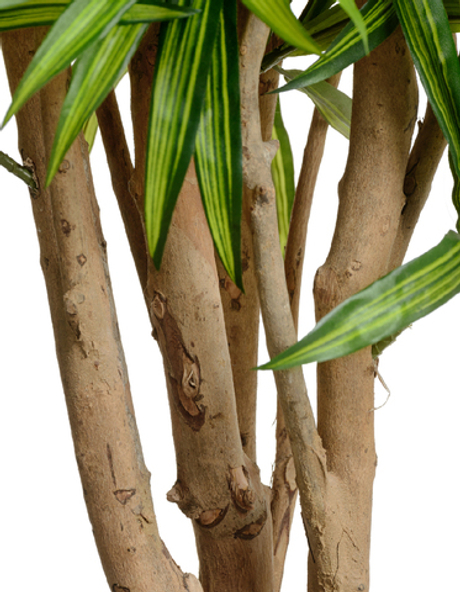 Драцена Рефлекса Ямайка