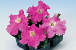 Петуния грандифлора Танго Роуз (100др) Витагрин Профи