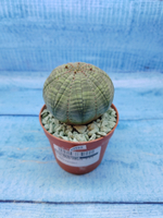Euphorbia Obesa (Эуфорбия)