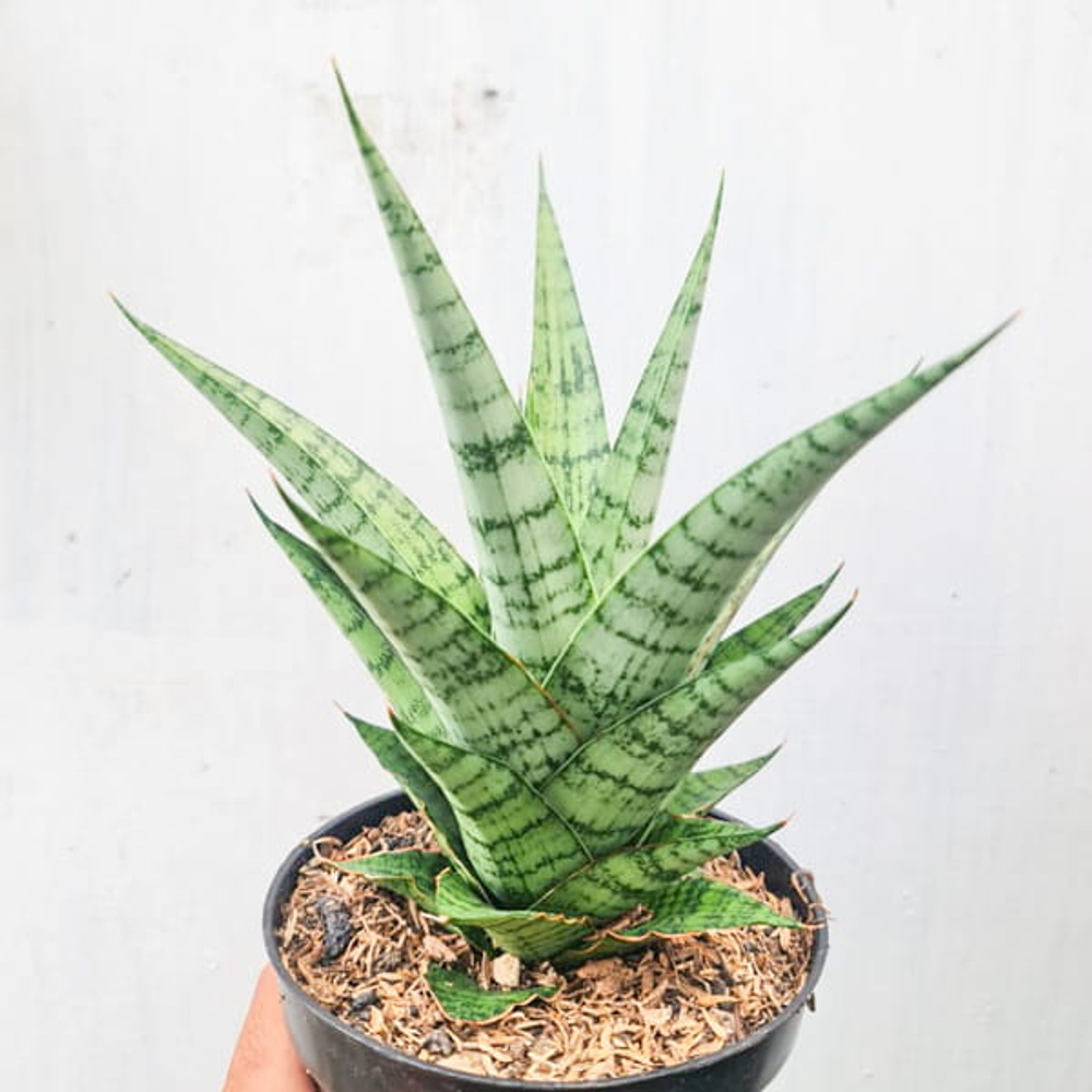 Сансевиерия GALAXY