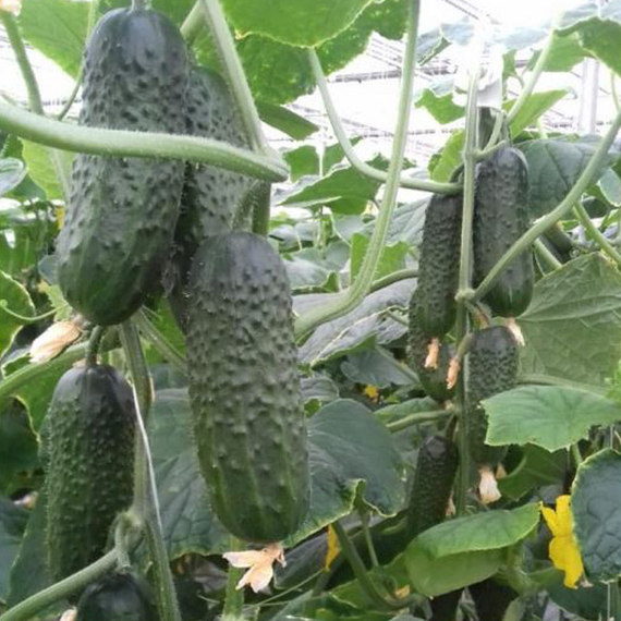 РОМАРА F1 семена огурца Rijk Zwaan оисание – фото 3