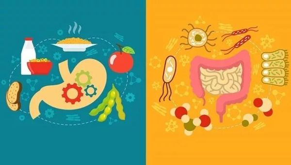 Ключ к долголетию: Секреты микробиома кишечника