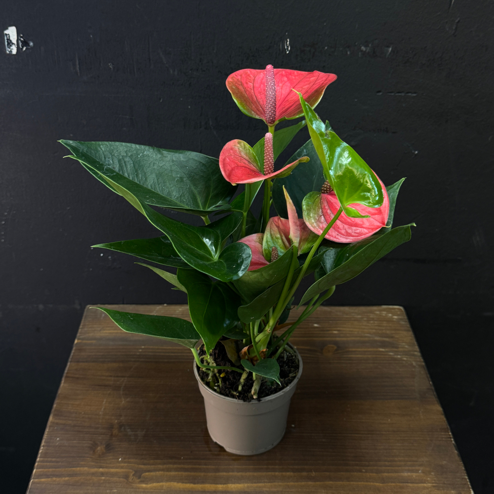 Антуриум мини светло-красный