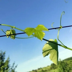 Проволока для шпалеры 3 мм 50 метров (толщина стальной проволоки 1.8 мм с полимером 3 мм ) Зеленая