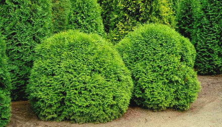 Туя западная Little Champion (Литл Чемпион) 56 см