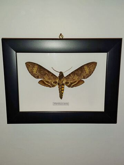 Бражник Manduca sexta в рамке