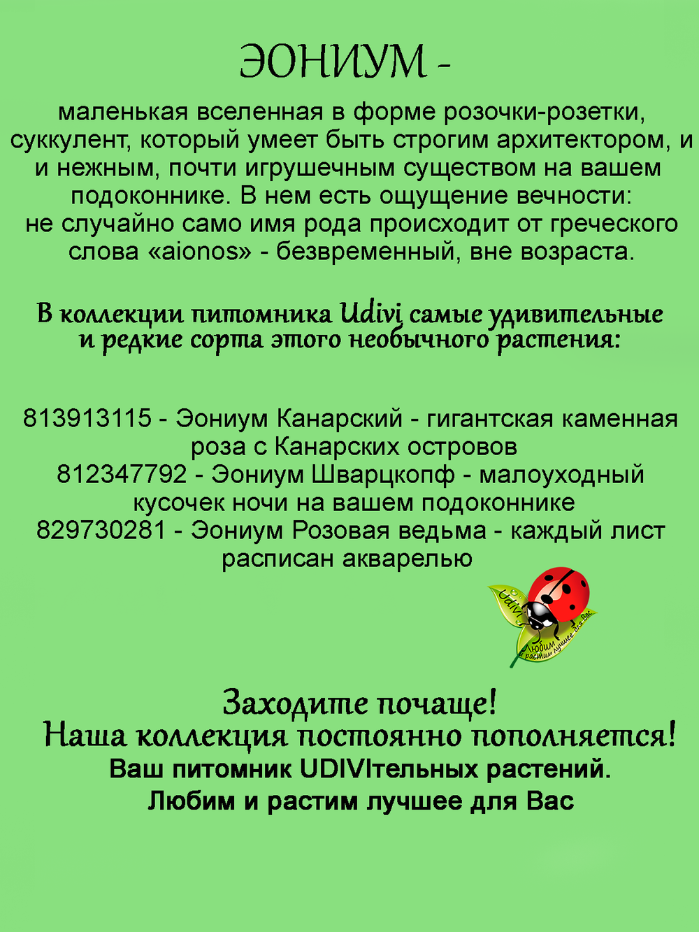 Эониум Шварцкопф чёрный