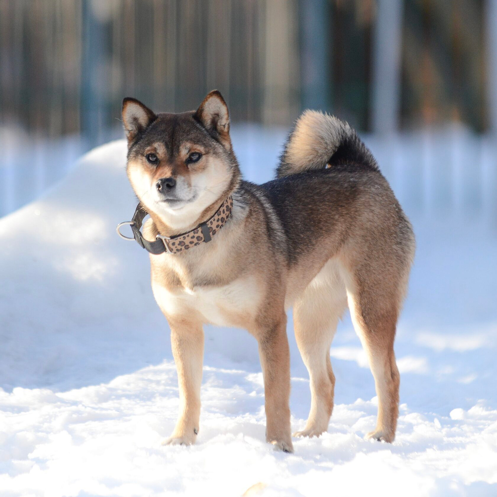 Ошейник Неуловимый леопард