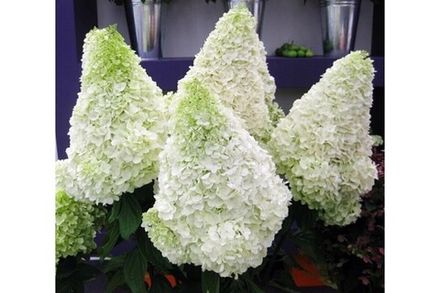 Гортензии и декоративные кустарники ОКС конец апреля