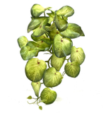 Сингониум конфетти куст 45 см.