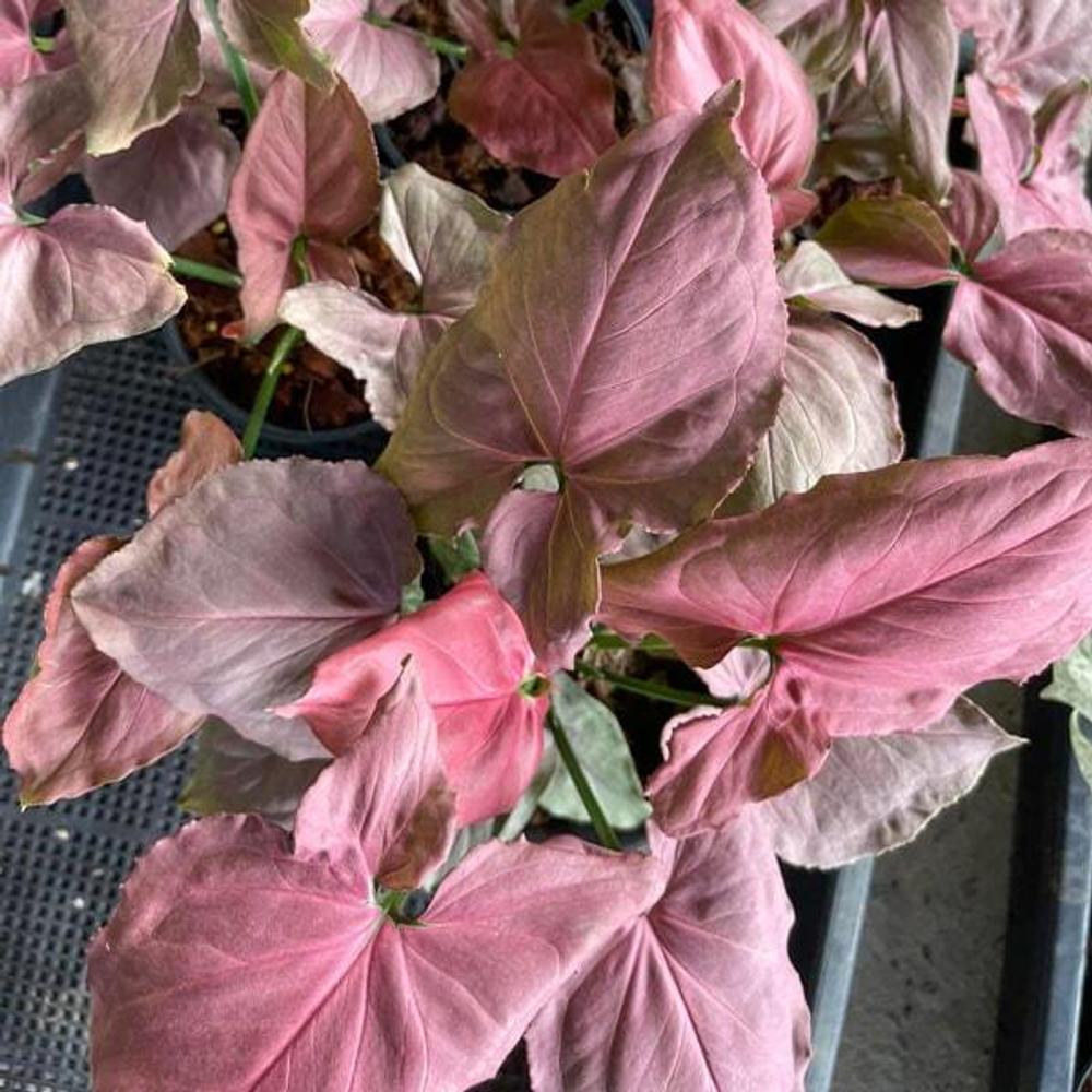 Сингониум PINK JAPAN (P70)