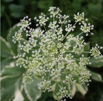 Сныть обыкновенная "Variegata". Aegopodium podagraria "Variegata".