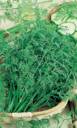 Семена Укроп Кибрай 2гр (УД) Е/П