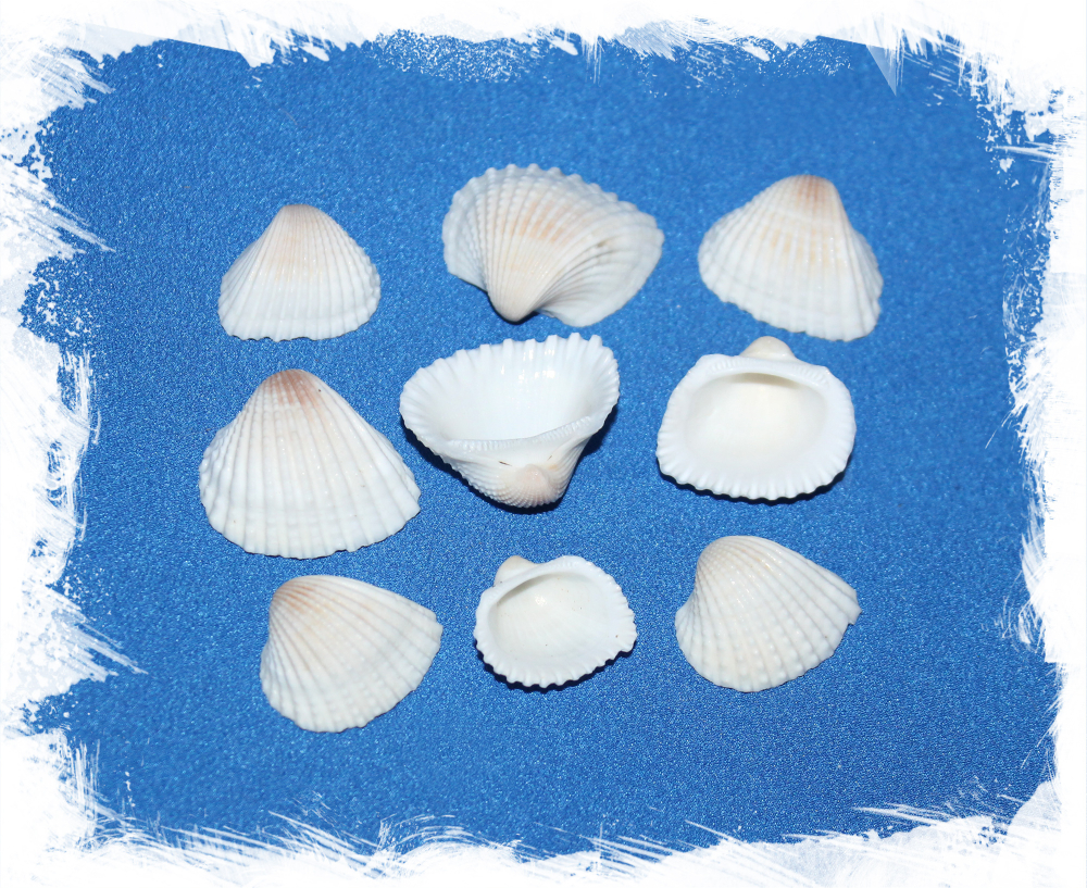 Ракушки Анадара, 4-7см, 100гр, 3шт