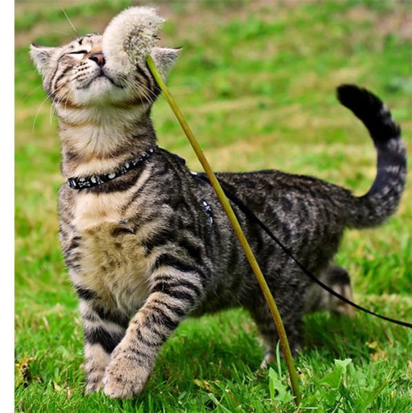 Как бороться с клещами у собак и кошек? Как бороться с клещами у собак и кошек?