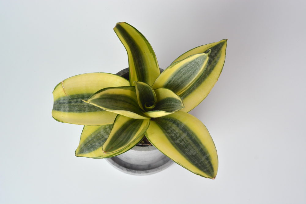 Сансевиерия Ханни Голден / Sansevieria Honey Golden