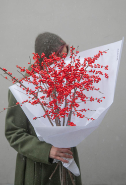 Илекс красный