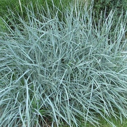 Колосняк песчаный (Элимус). Elymus arenarius.